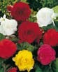 Begonia DOUBLE MEMORY MIXED